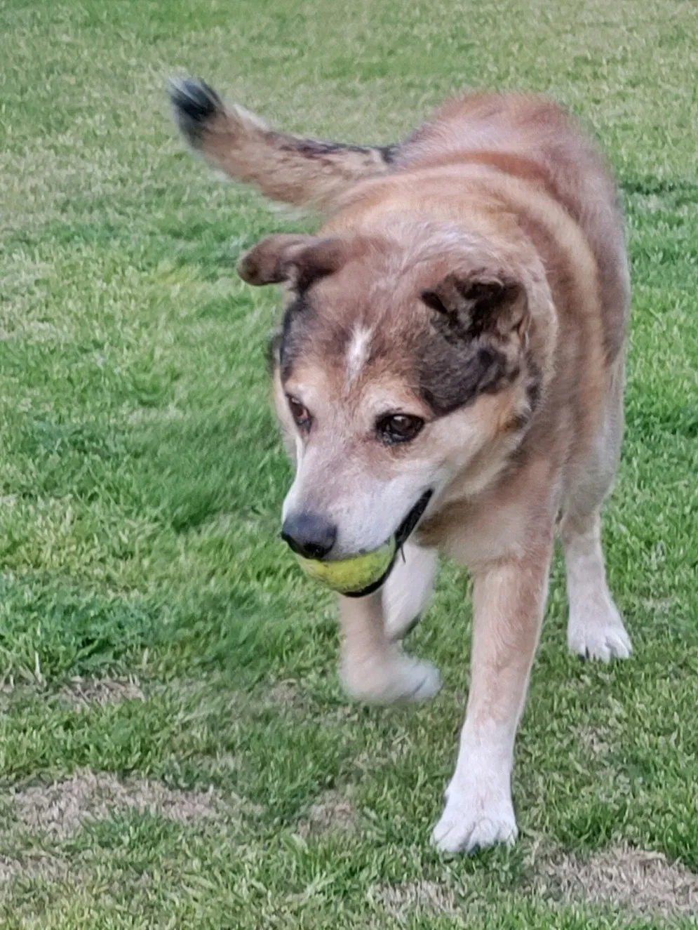 Lost dog in Bakersfield, CA, 93305