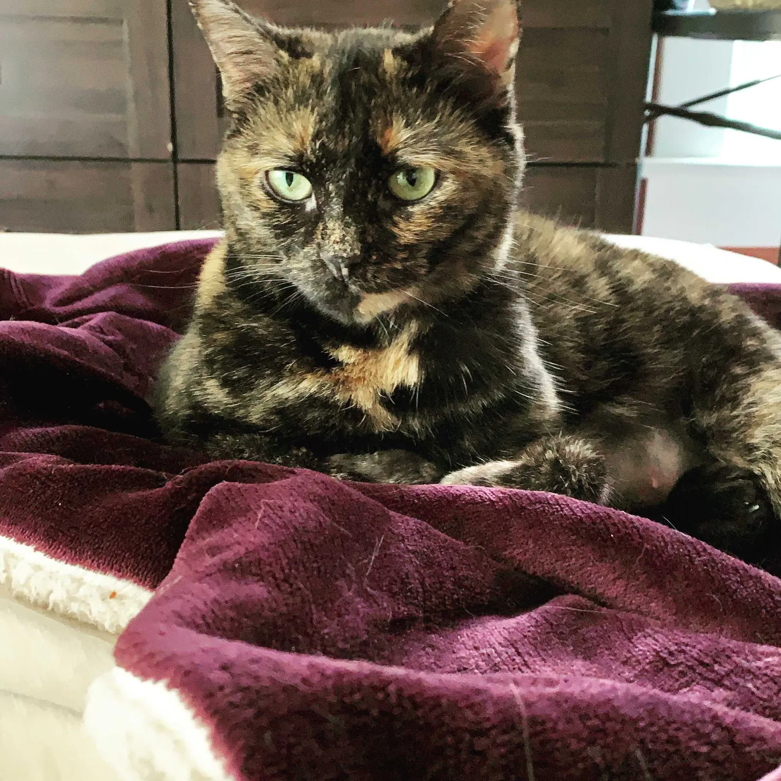 Lost cat in Columbus, OH, 43230
