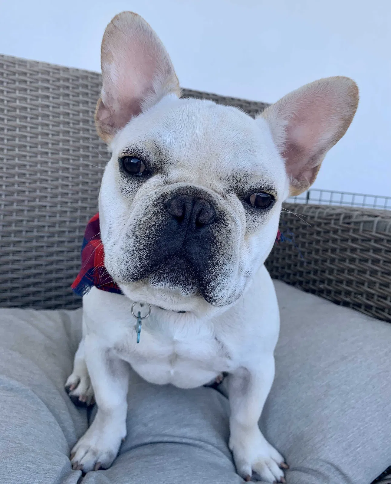 Lost dog in Fort Lauderdale, FL, 33301