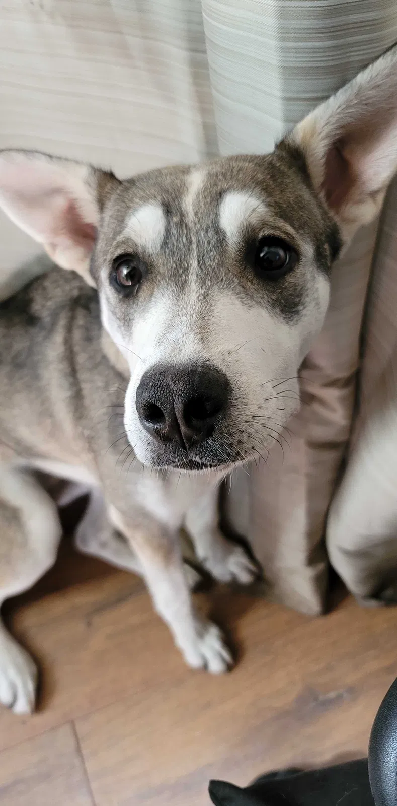 Lost dog in Osage, OK, 74054