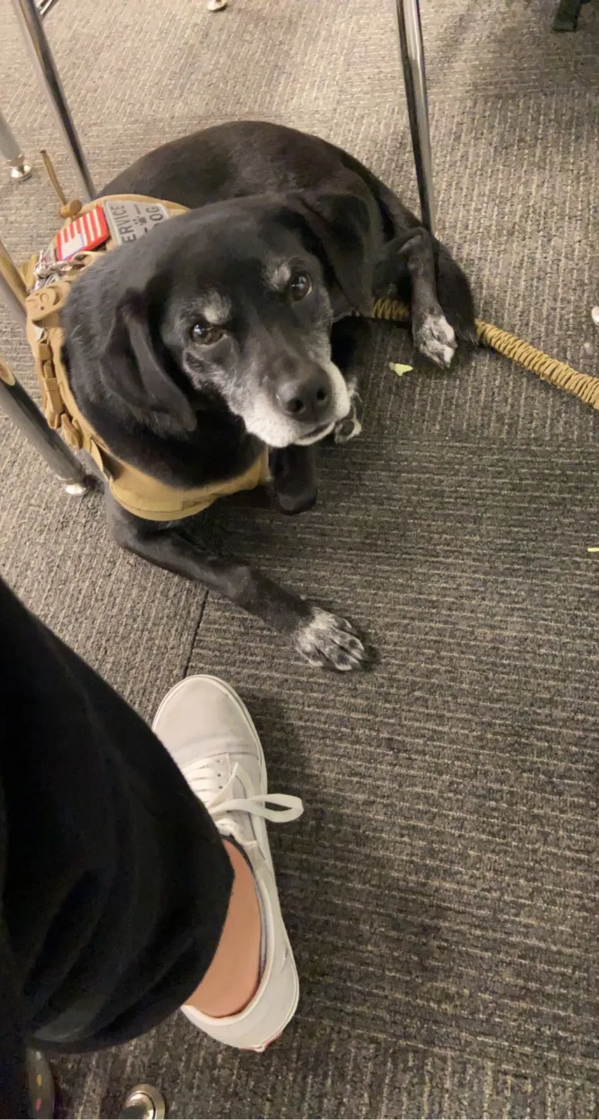 Lost dog in Salt Lake City, UT, 84119