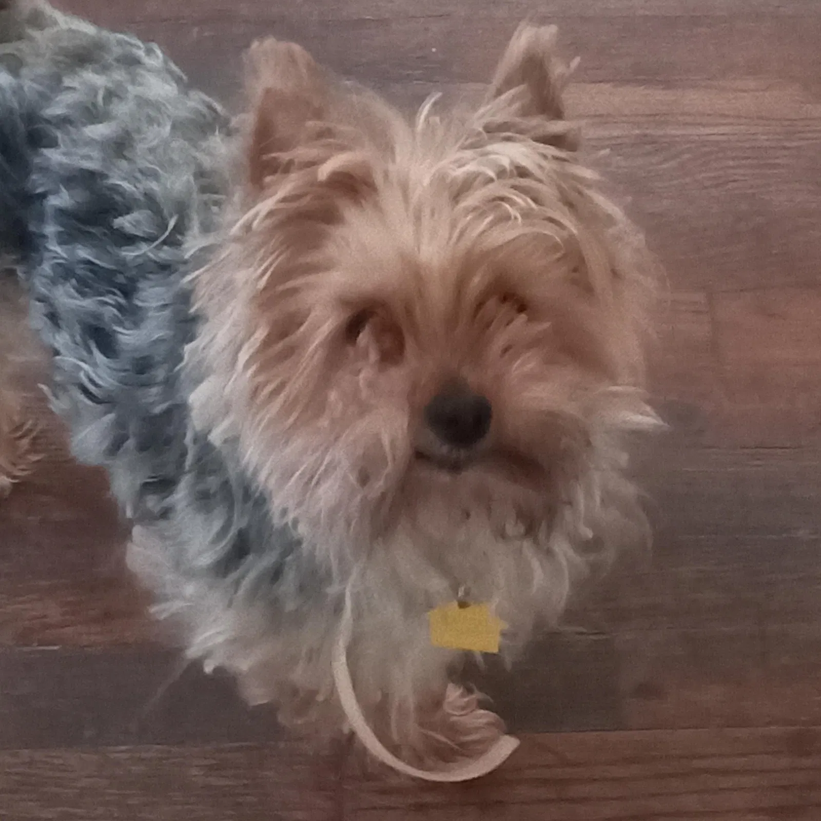 Lost dog in Saint Louis, MO, 63118