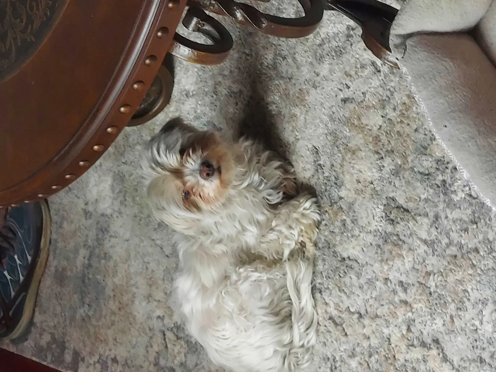 Lost dog in Greeley, CO, 80634
