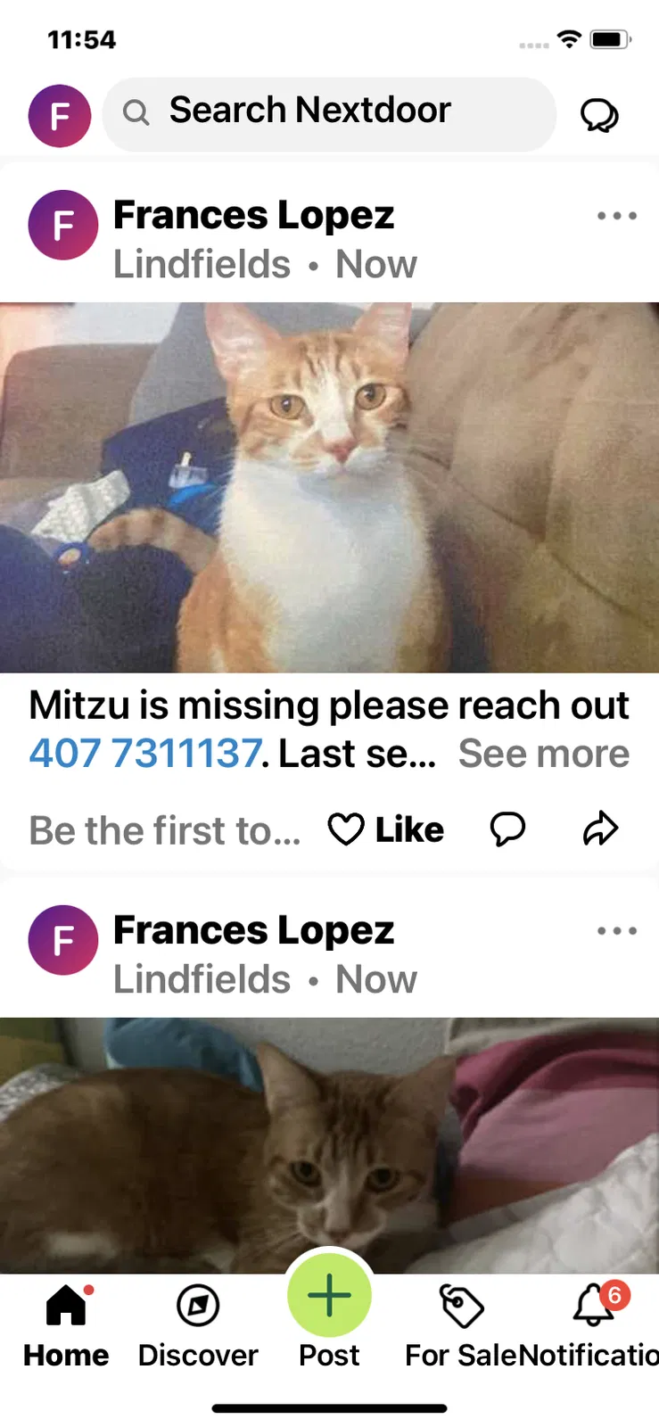 Lost cat in Davenport, FL, 33897