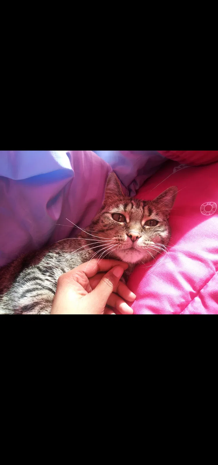 Lost cat in Brooklyn, MD, 21225