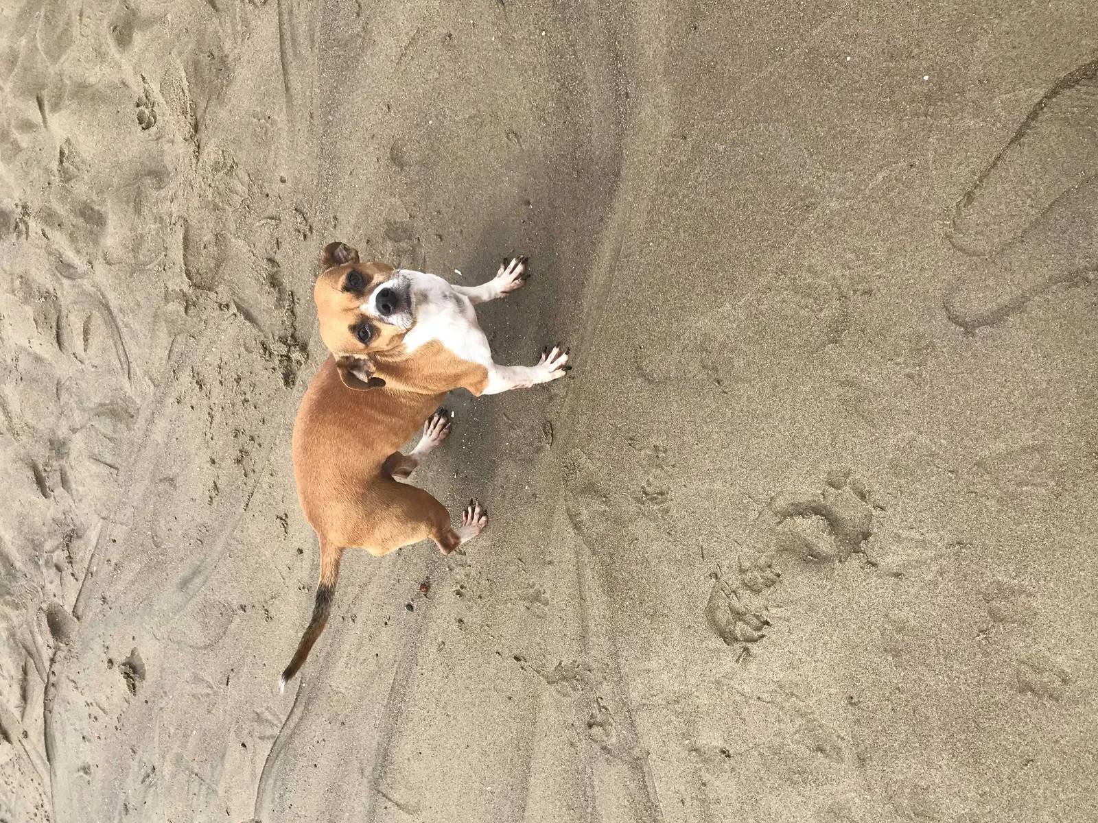 Lost dog in Salem, OR, 97301