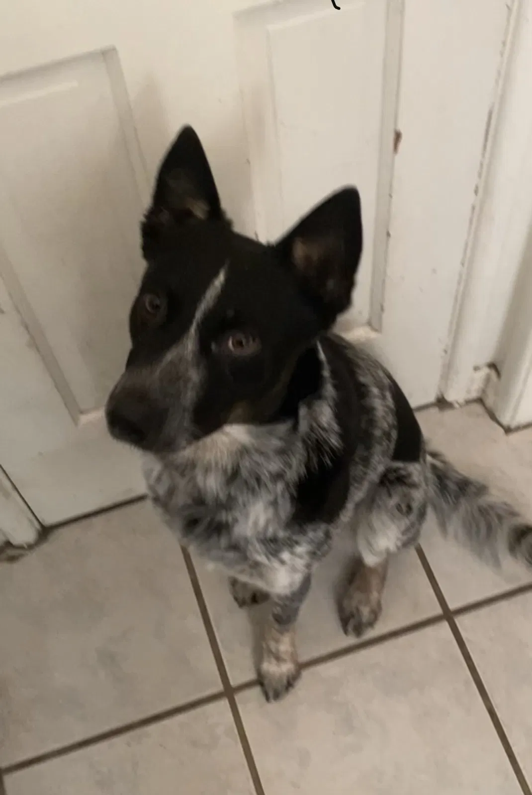 Lost dog in Sylmar, CA, 91342