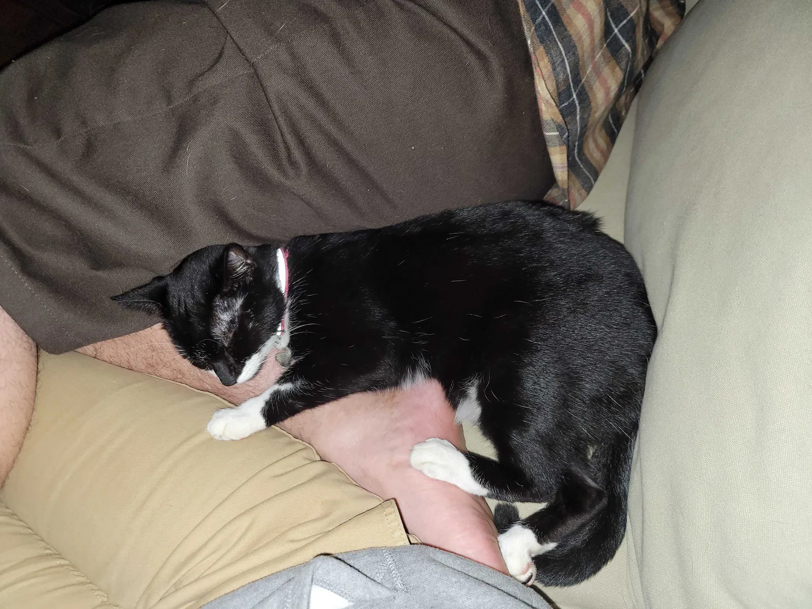 Lost cat in Houston, TX, 77018