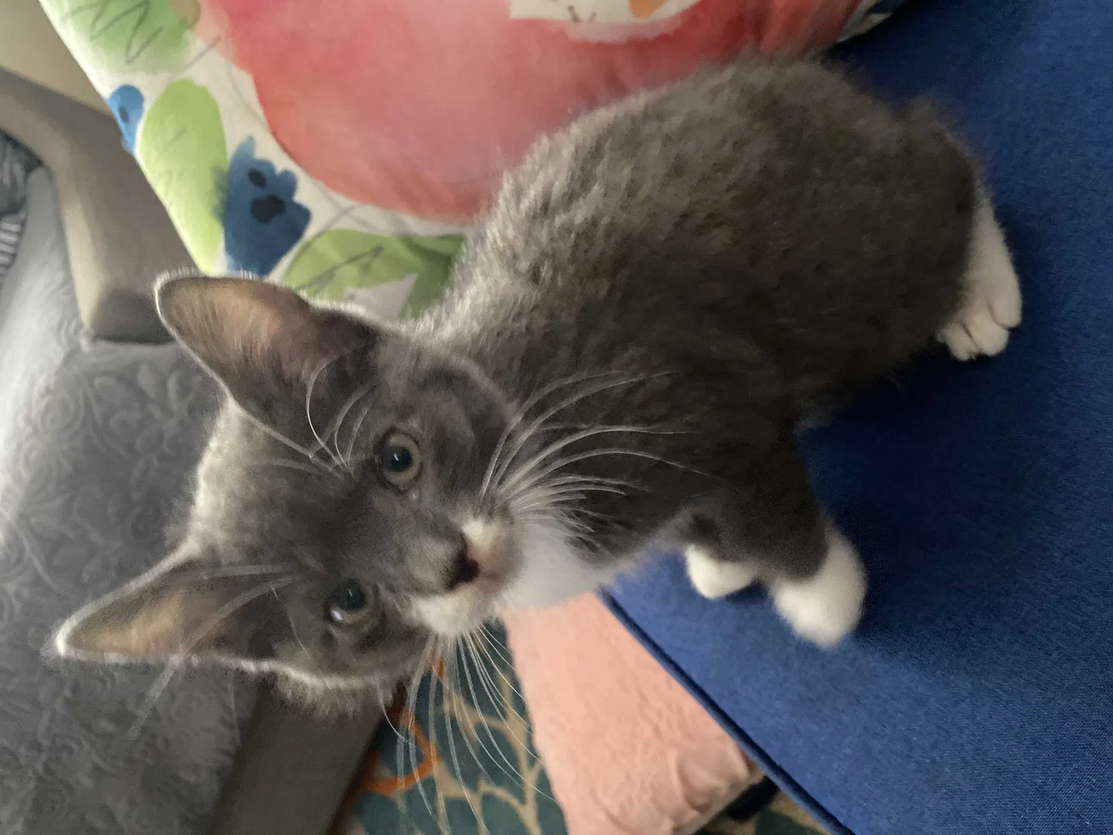 Lost cat in Narberth, PA, 19072