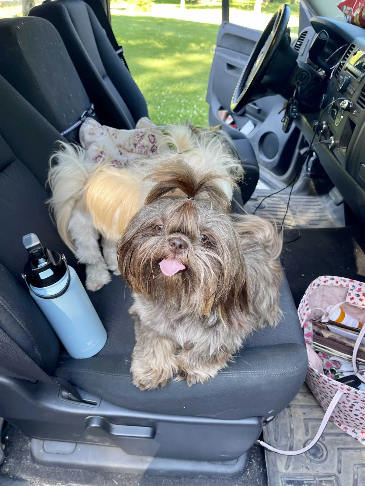 Lost dog in Mears, MI, 49436