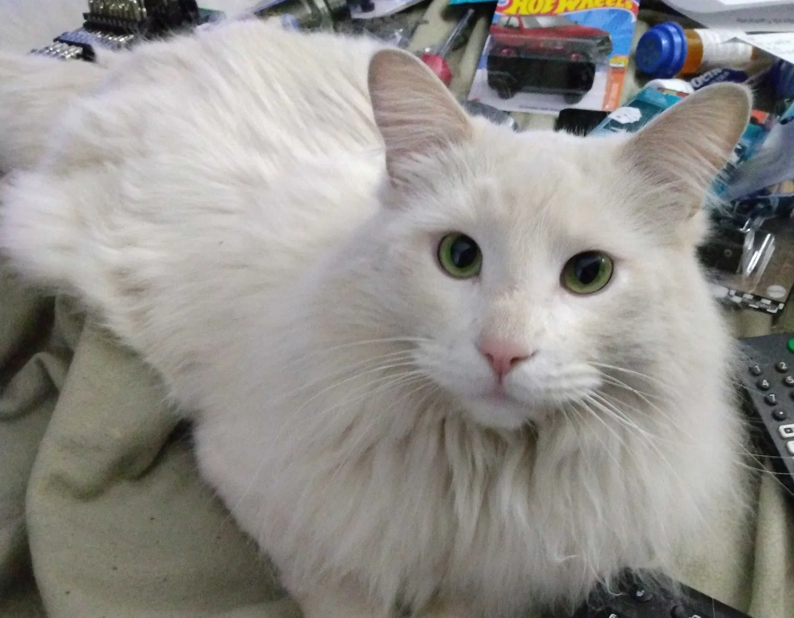 Lost cat in Peoria, AZ, 85345