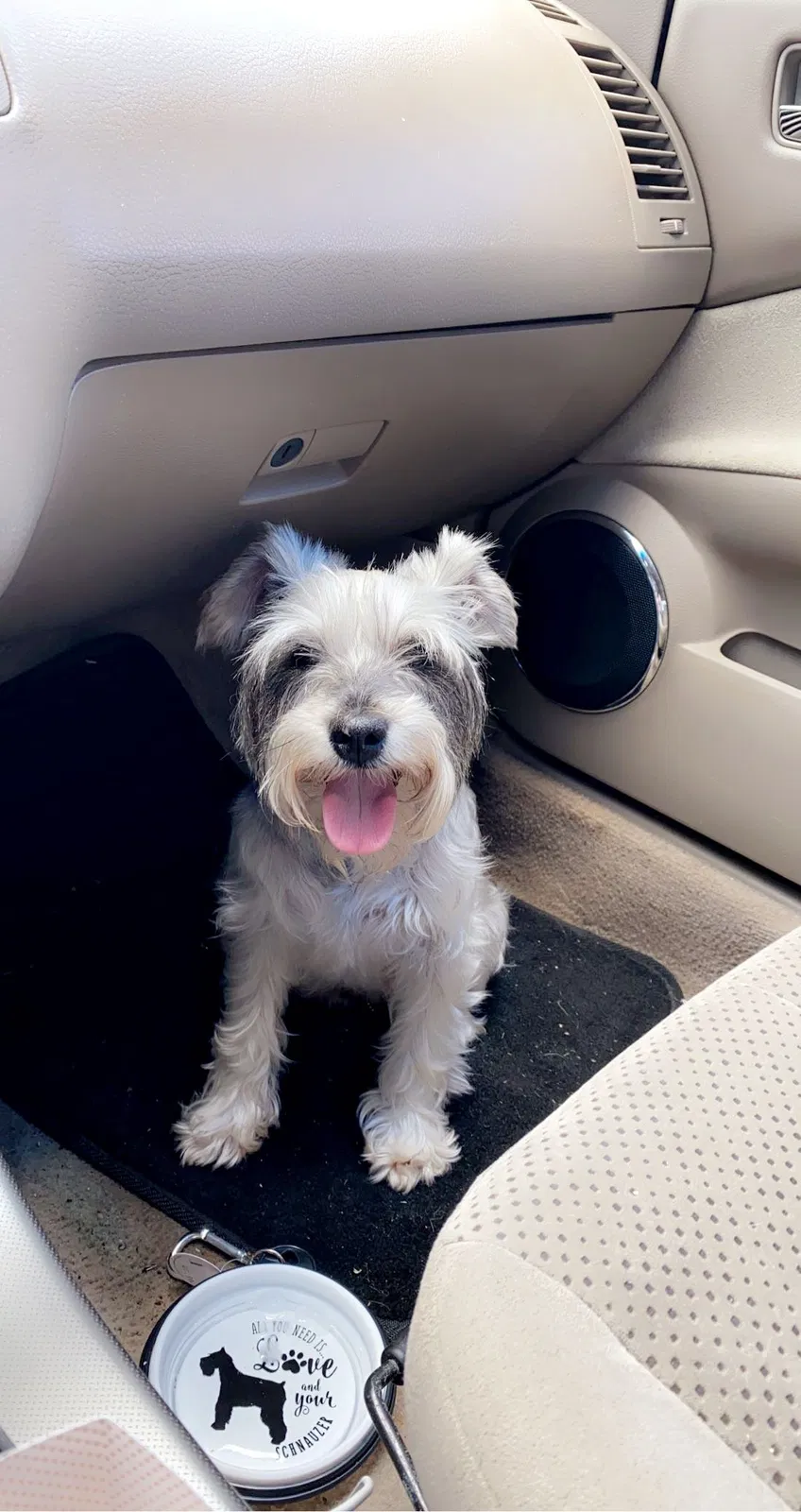 Lost dog in Dalton, GA, 30721