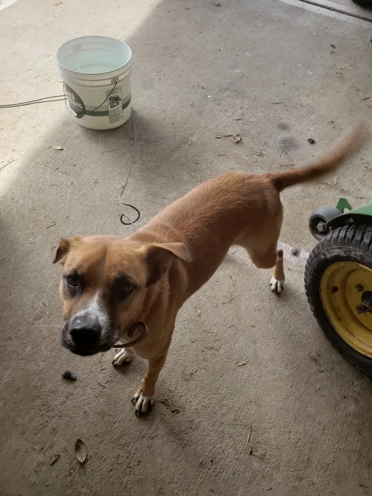 Lost dog in San Antonio, TX, 78210