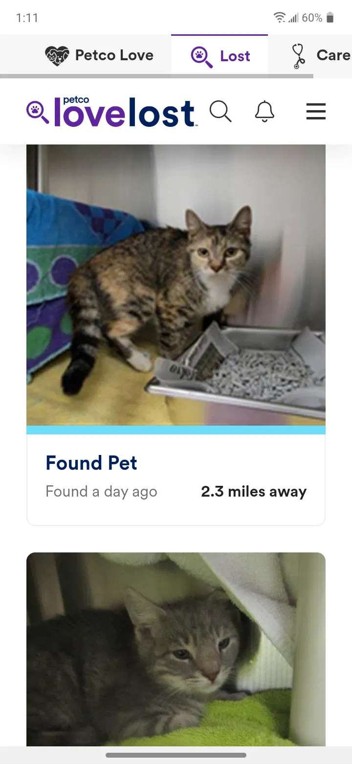 Lost cat in Silver Spring, MD, 20902
