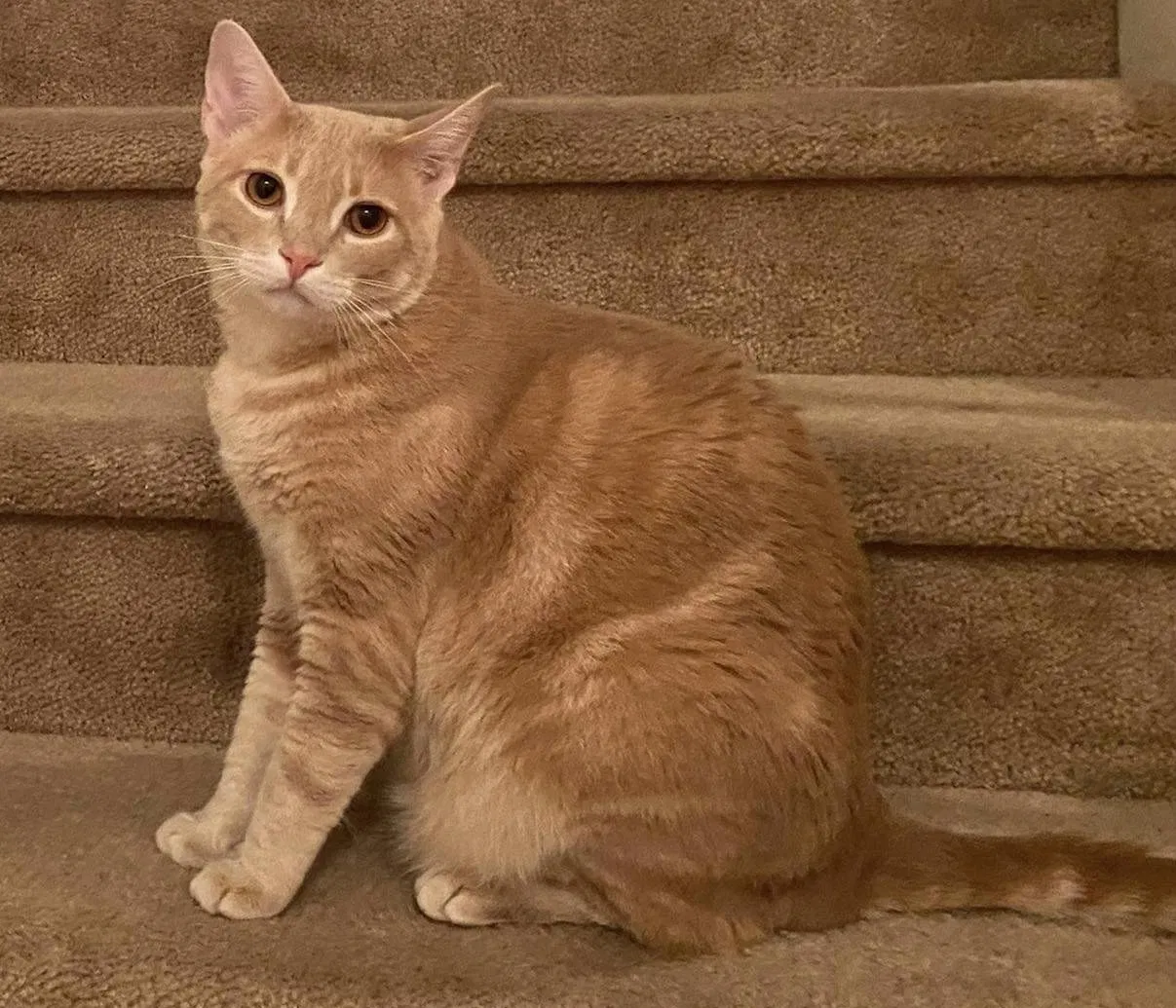 Lost cat in Vancouver, WA, 98684