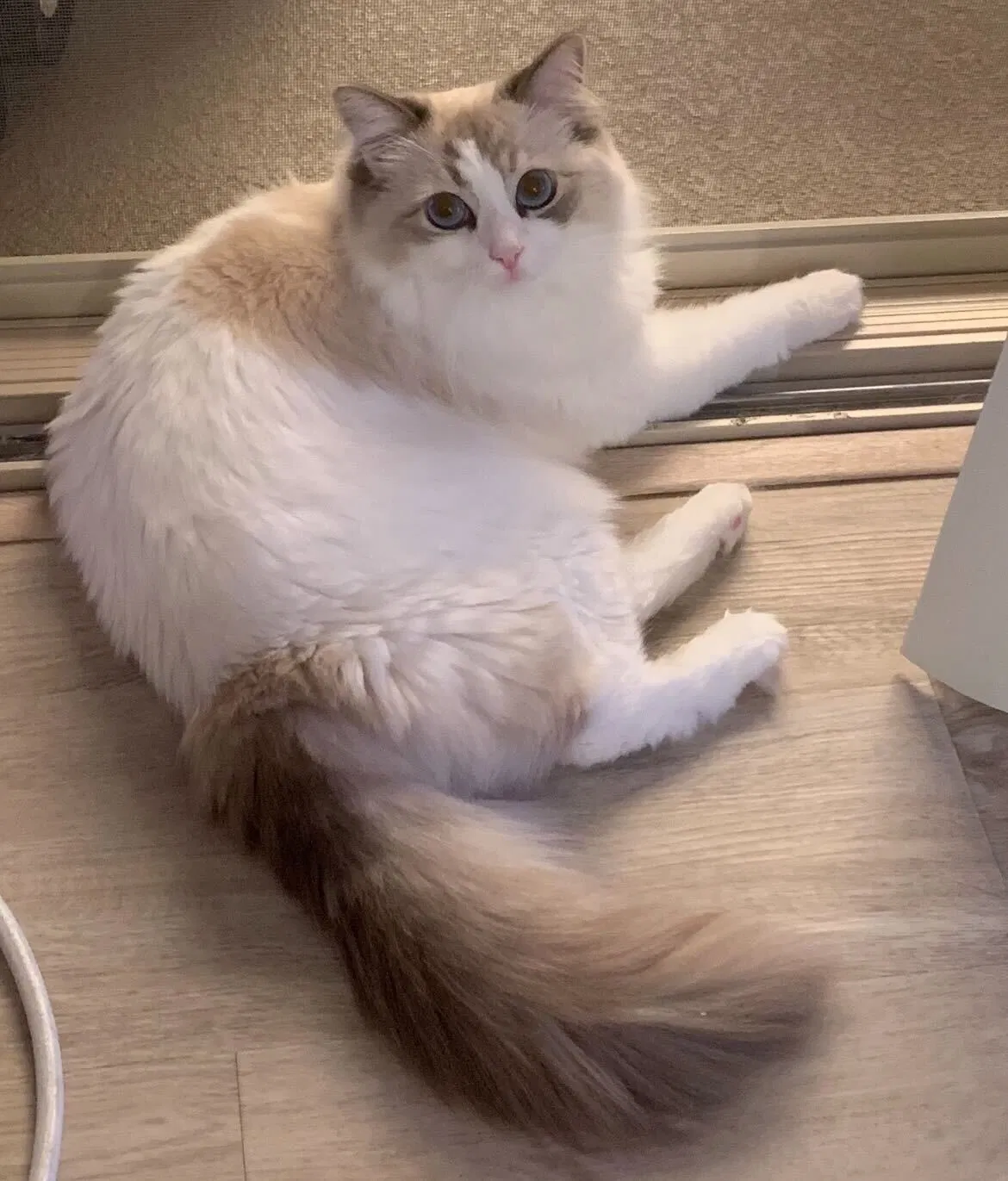 Lost cat in Santa Clara, CA, 95051