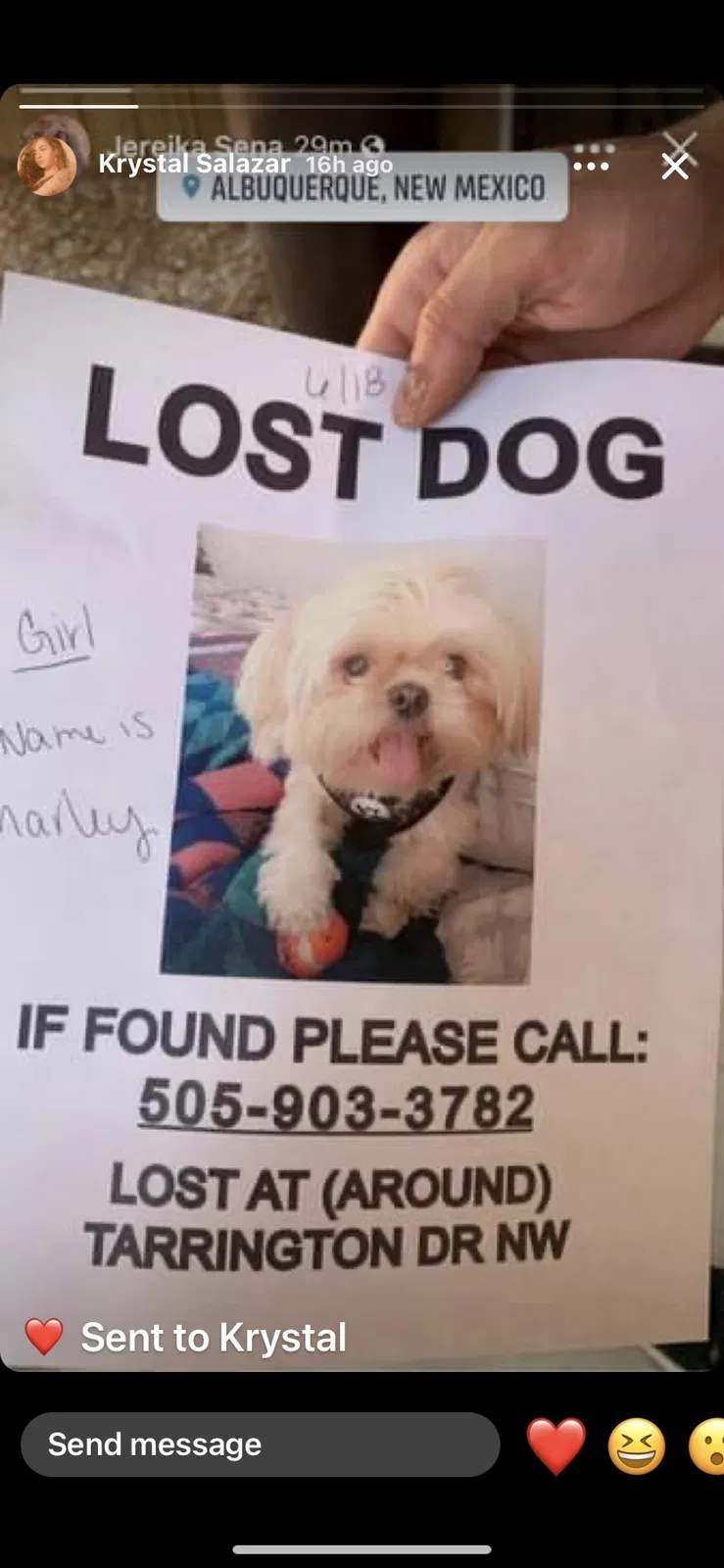 Lost dog in Albuquerque, NM, 87120