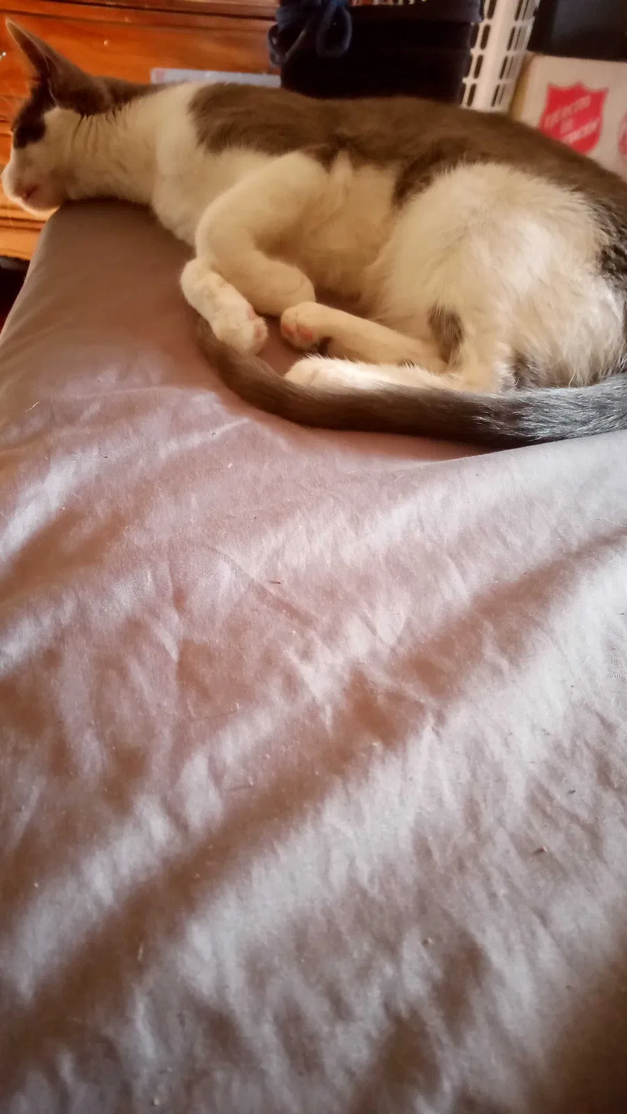 Lost cat in Aurora, CO, 80010