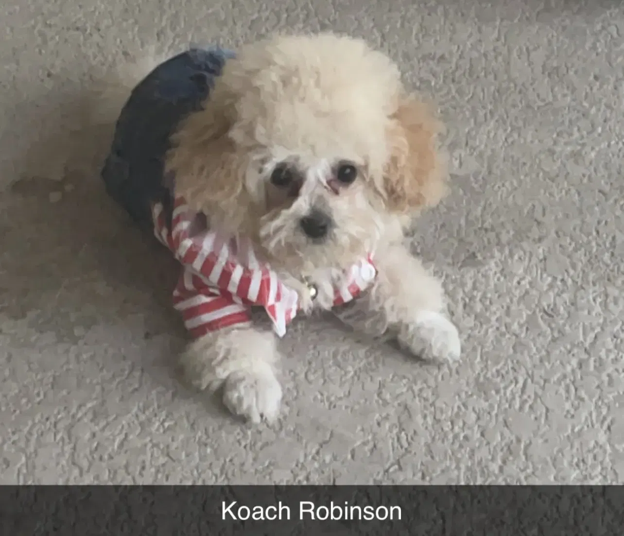 Lost dog in Douglasville, GA, 30135