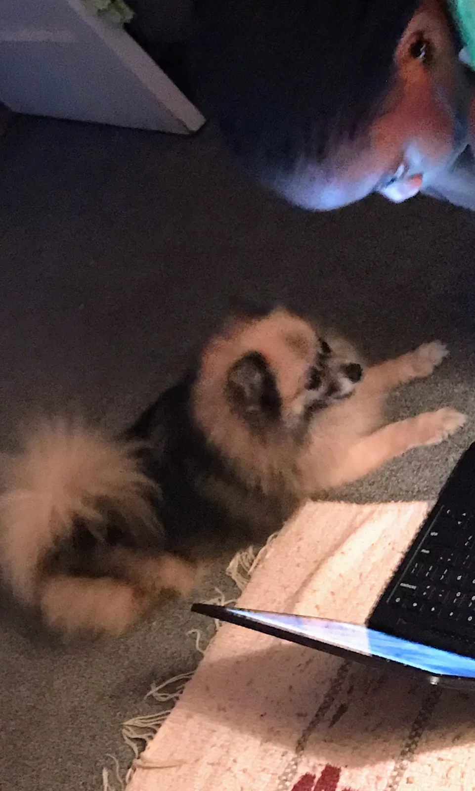 Lost dog in Houston, TX, 77053