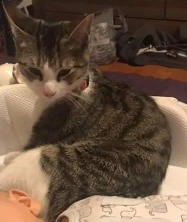 Lost cat in Philadelphia, PA, 19124