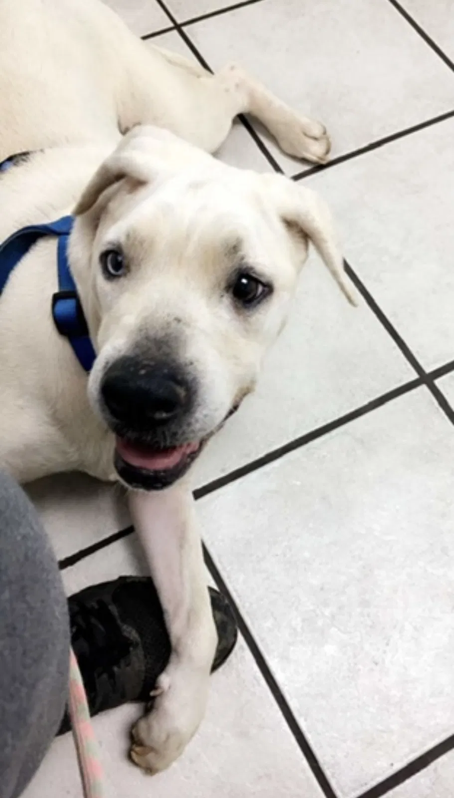 Lost dog in Pinson, AL, 35126