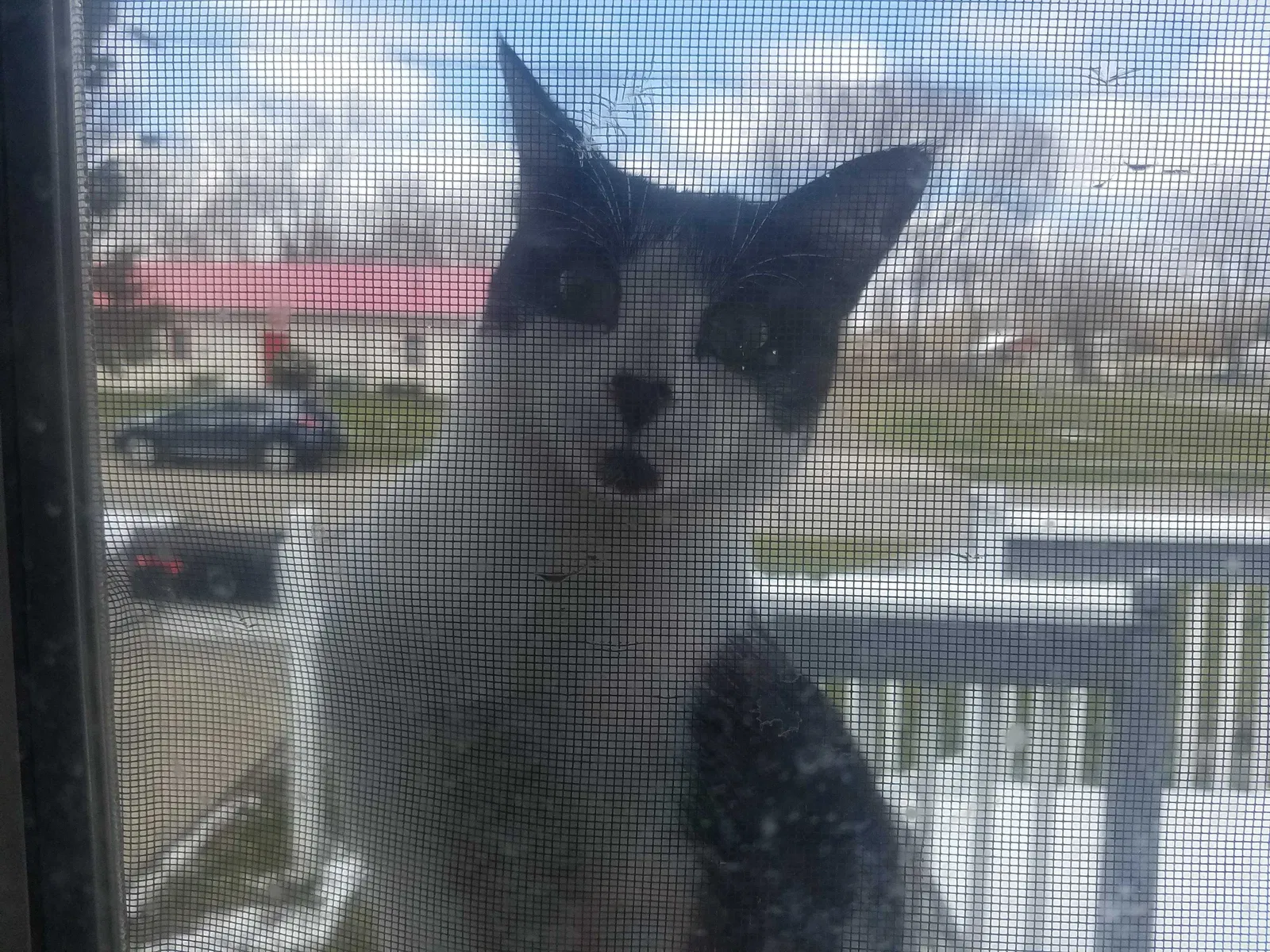 Lost cat in Des Moines, IA, 50317
