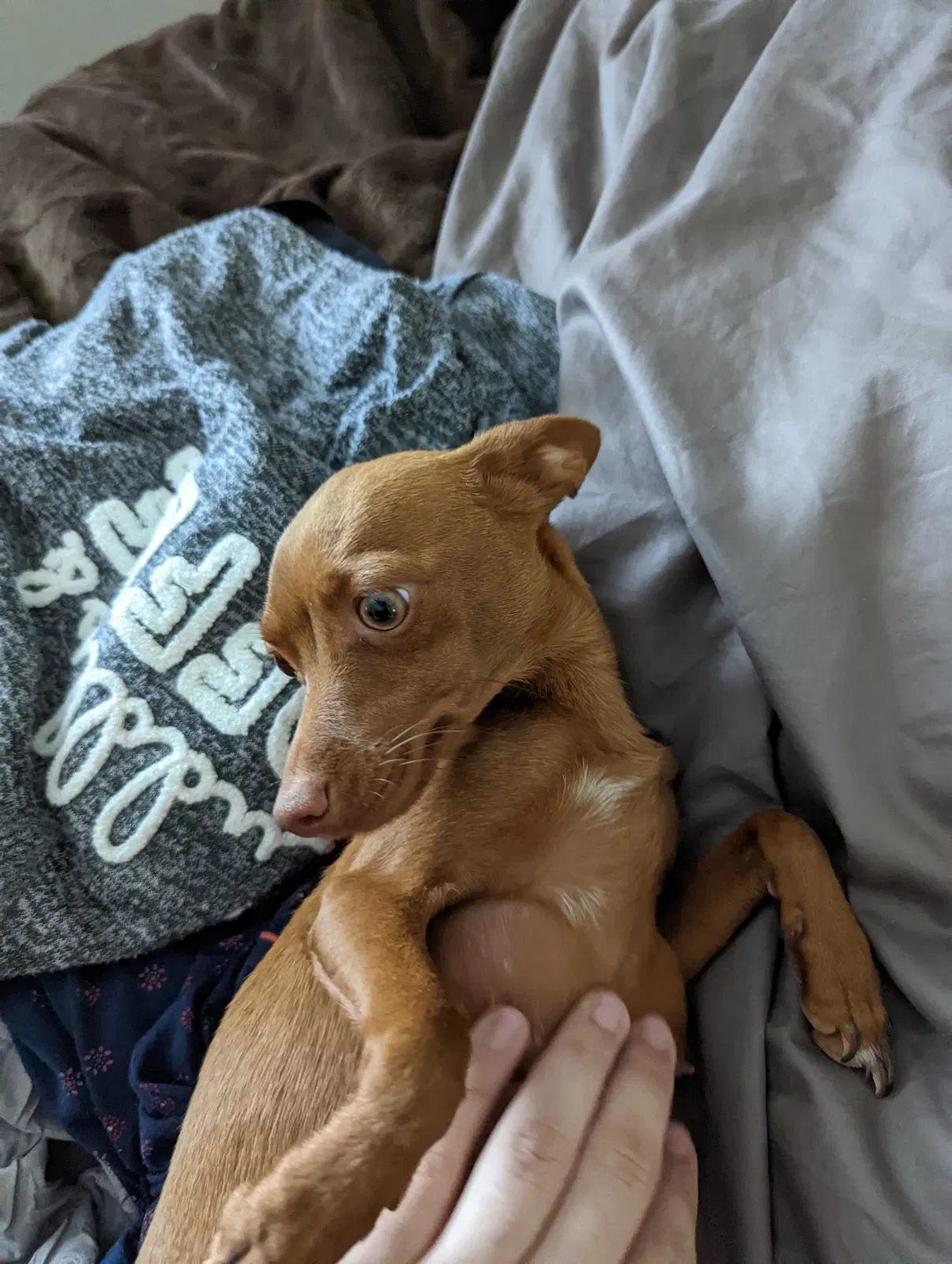 Lost dog in El Paso, TX, 79928