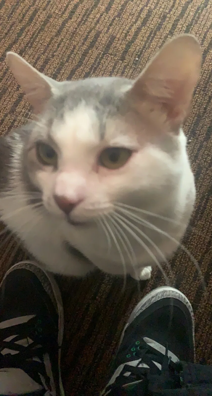 Lost cat in Louisville, KY, 40214