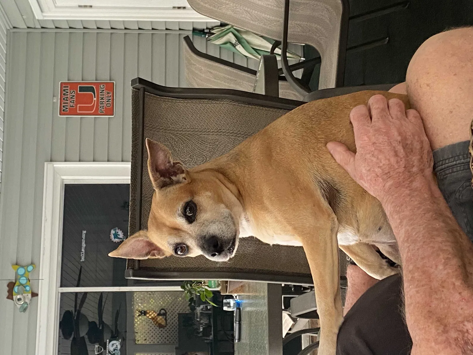Lost dog in Port Saint Lucie, FL, 34952