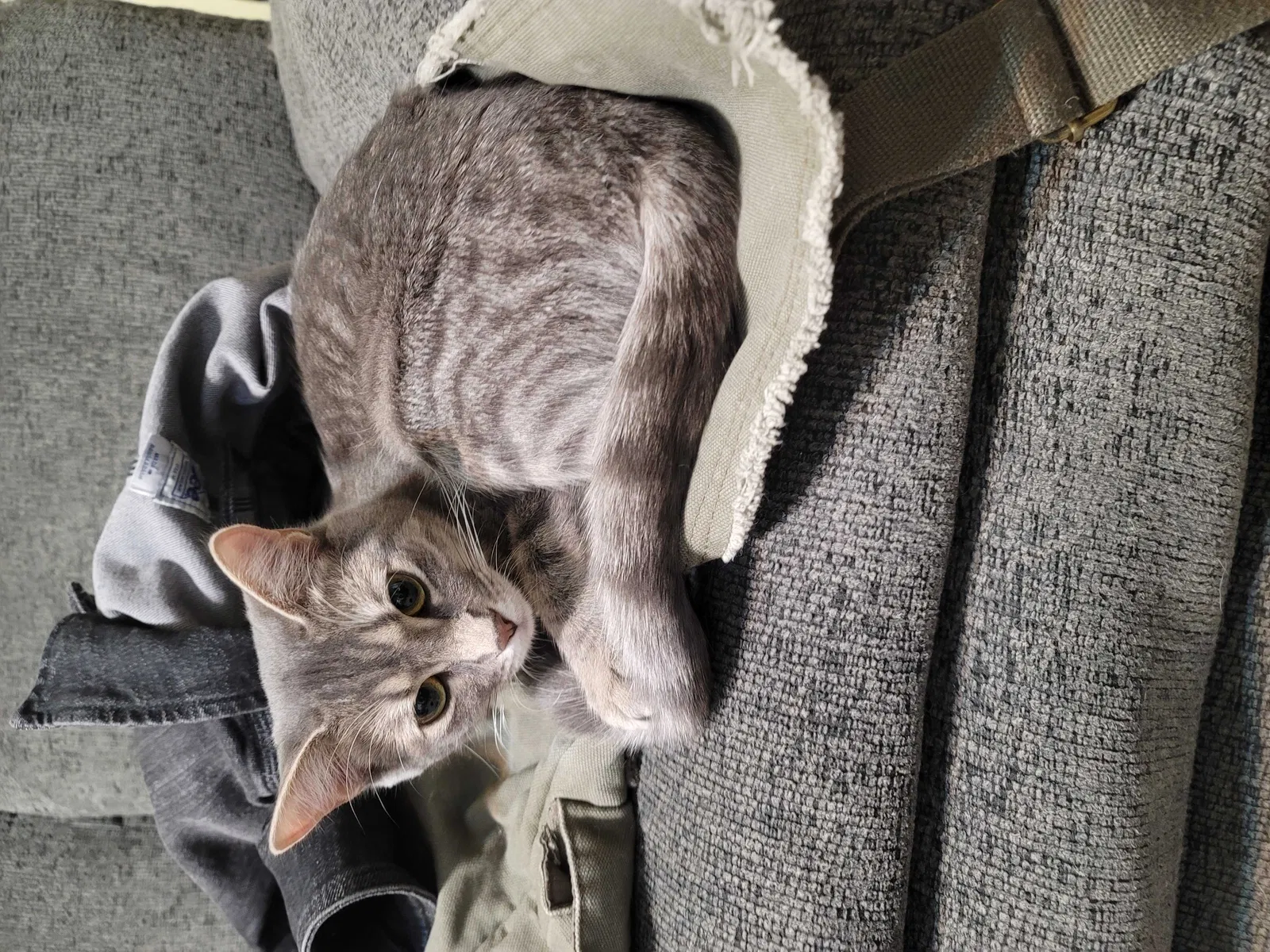 Lost cat in Las Cruces, NM, 88001