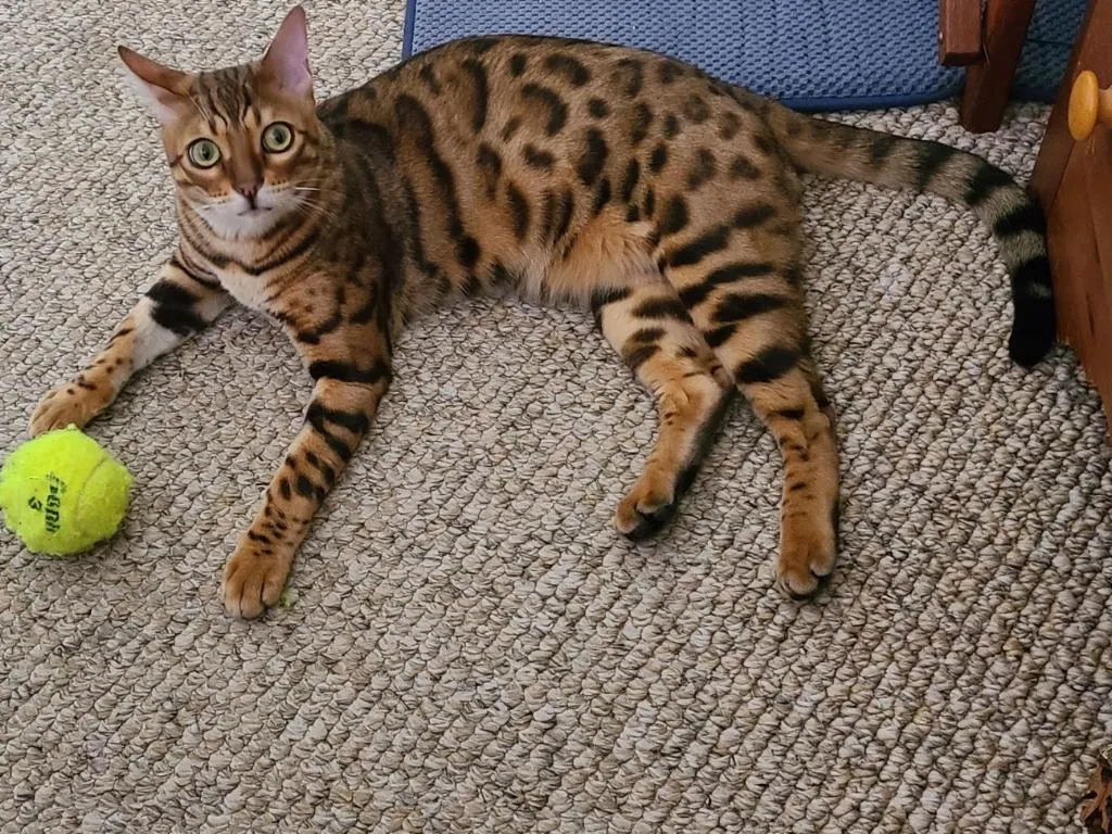 Lost cat in Lake Forest, CA, 92630