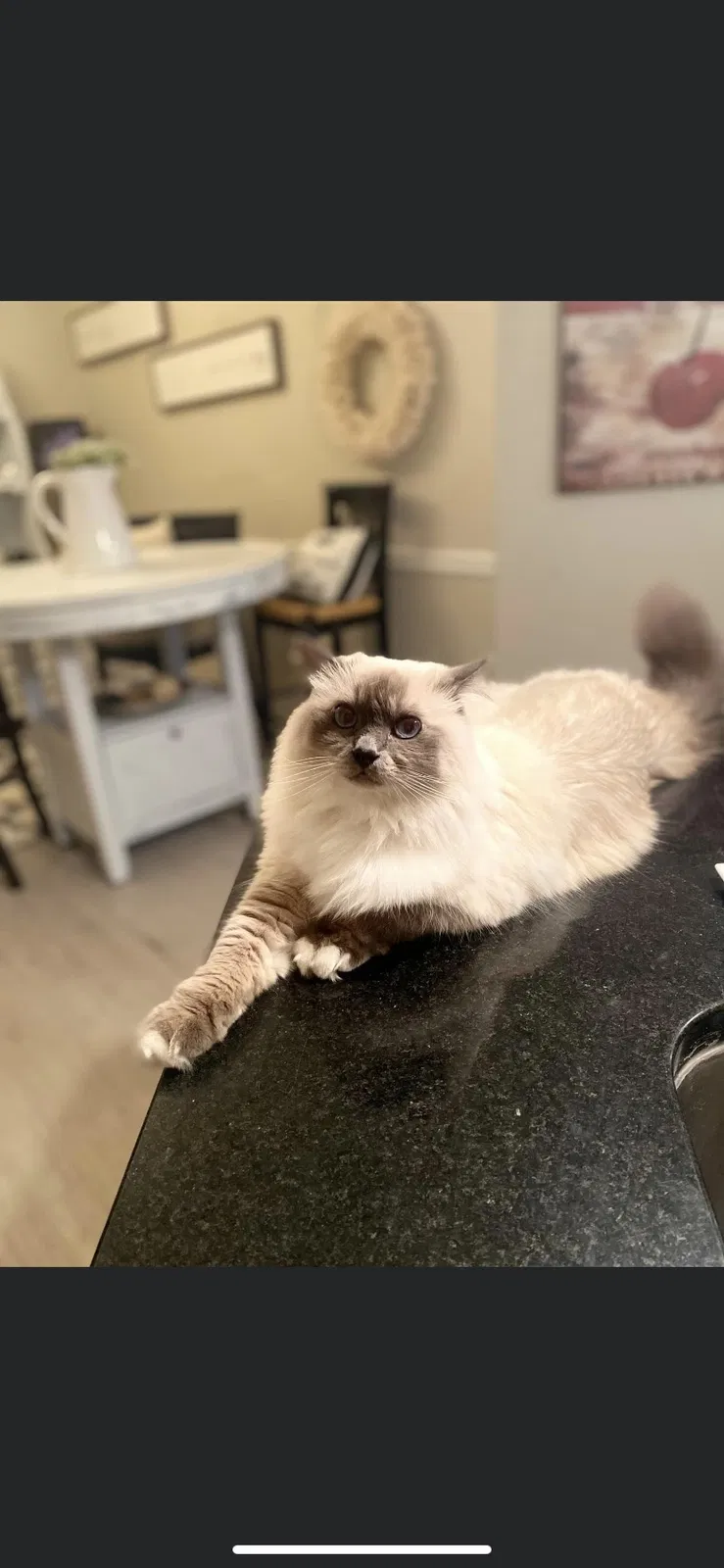Lost cat in Carmel, IN, 46032