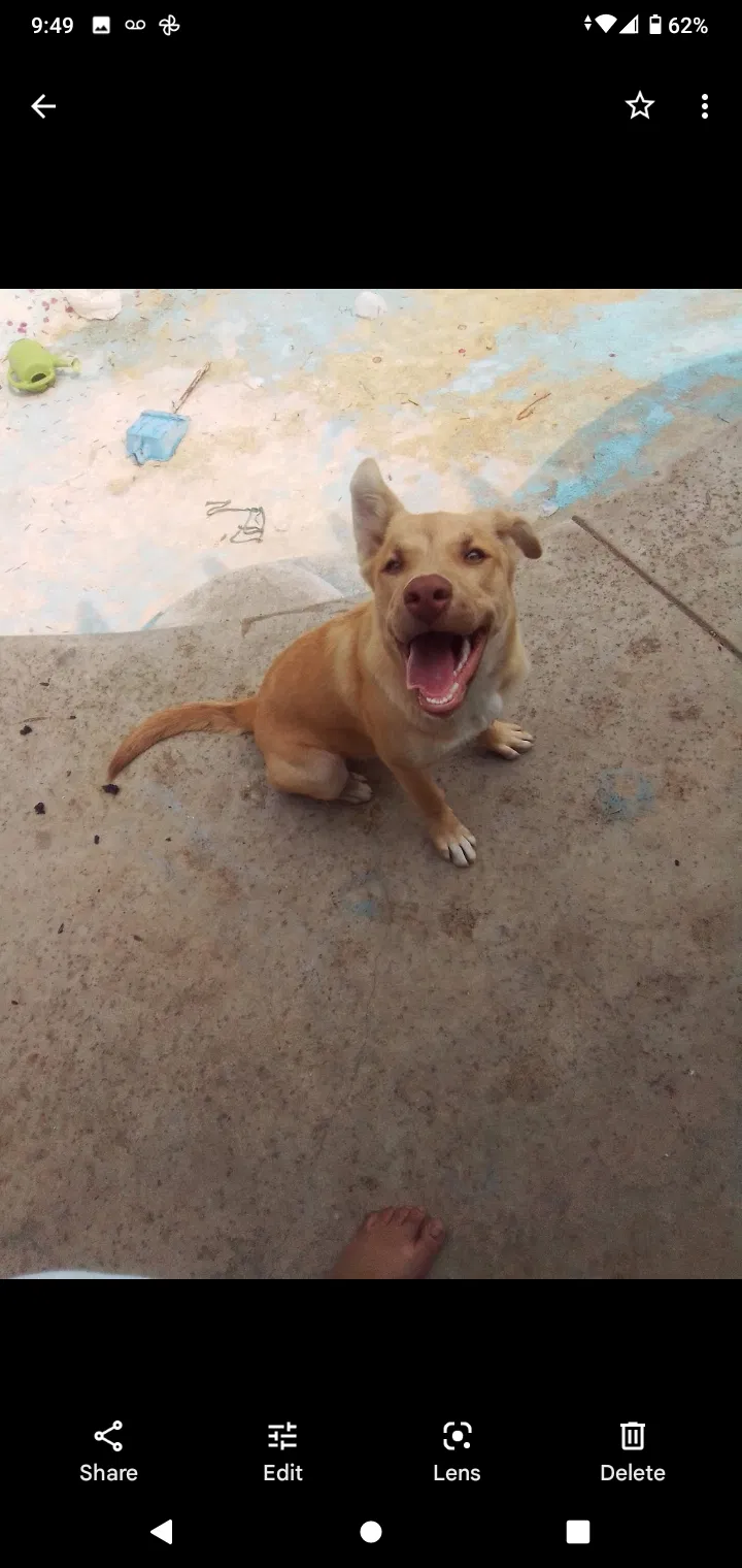 Lost dog in Bakersfield, CA, 93313