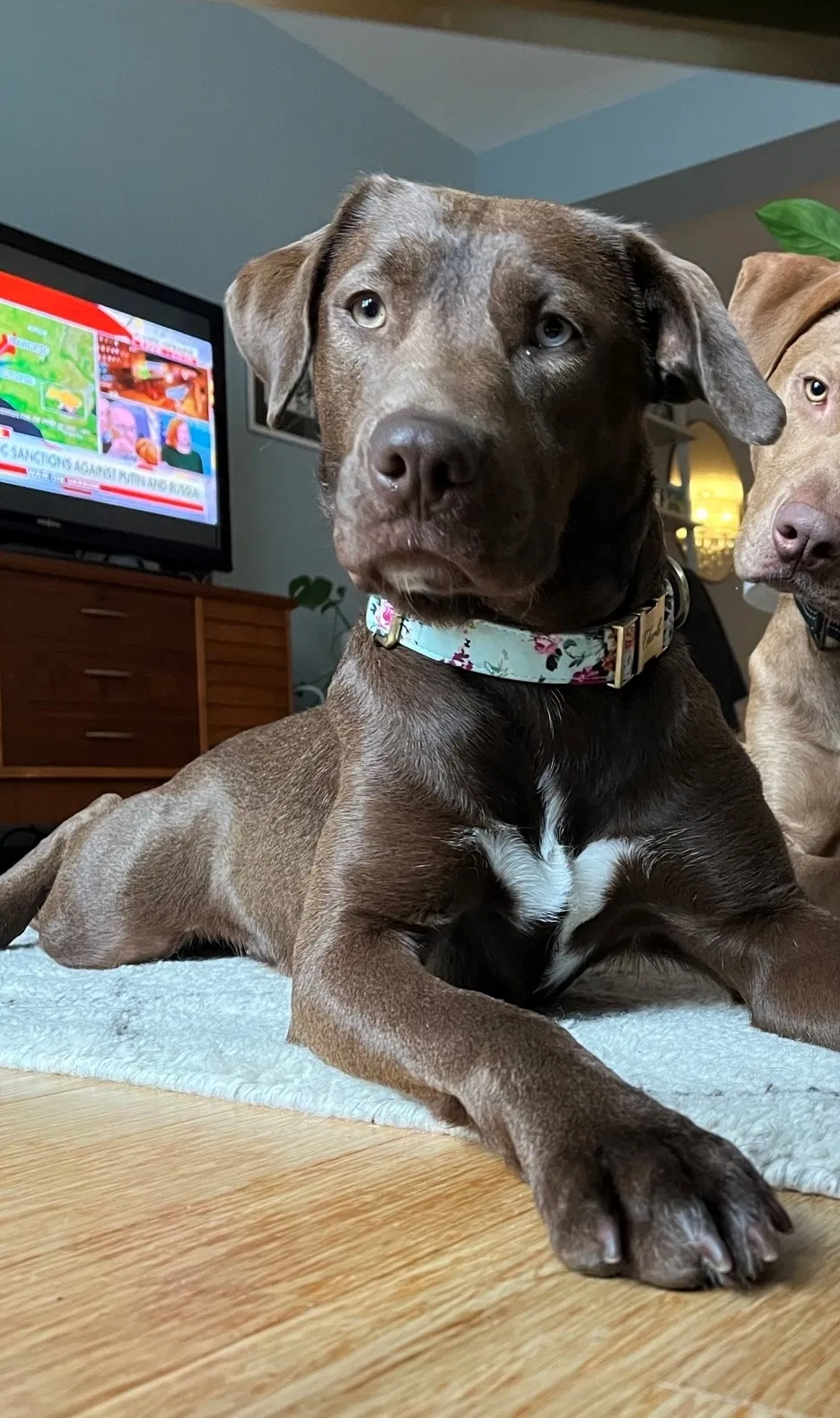 Lost dog in Alexandria, VA, 22304