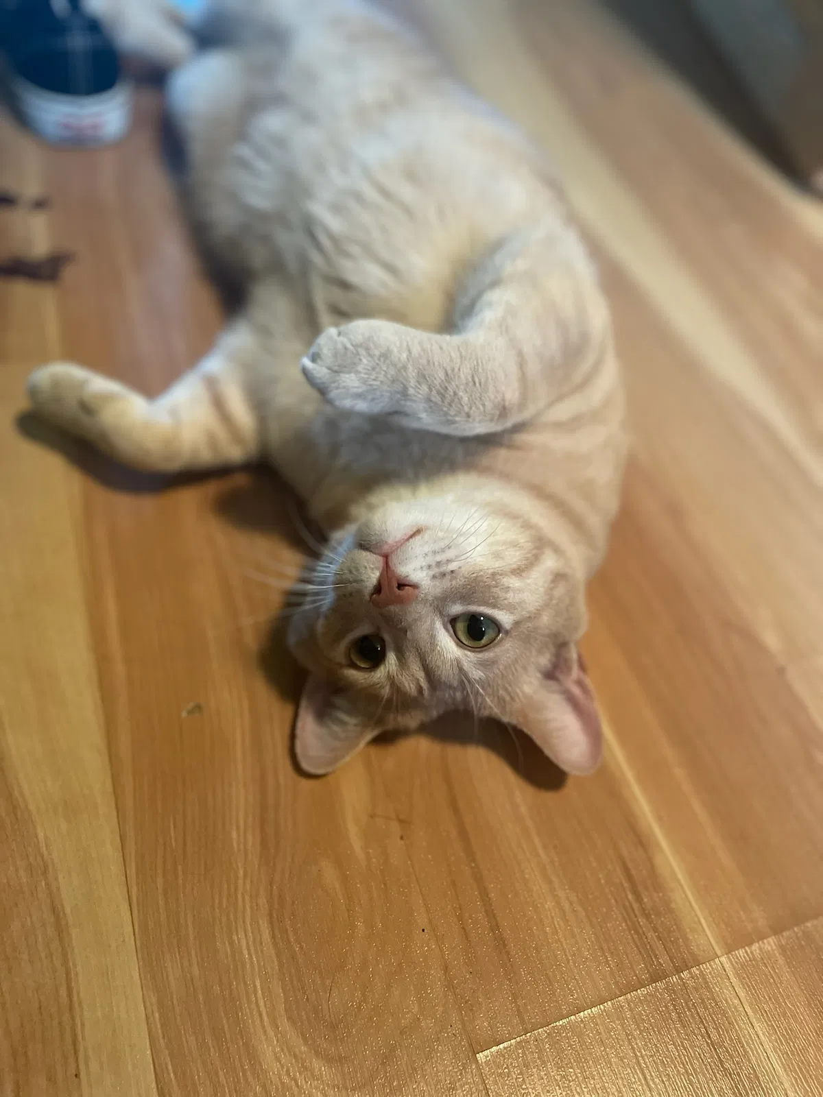 Lost cat in Springfield, IL, 62702
