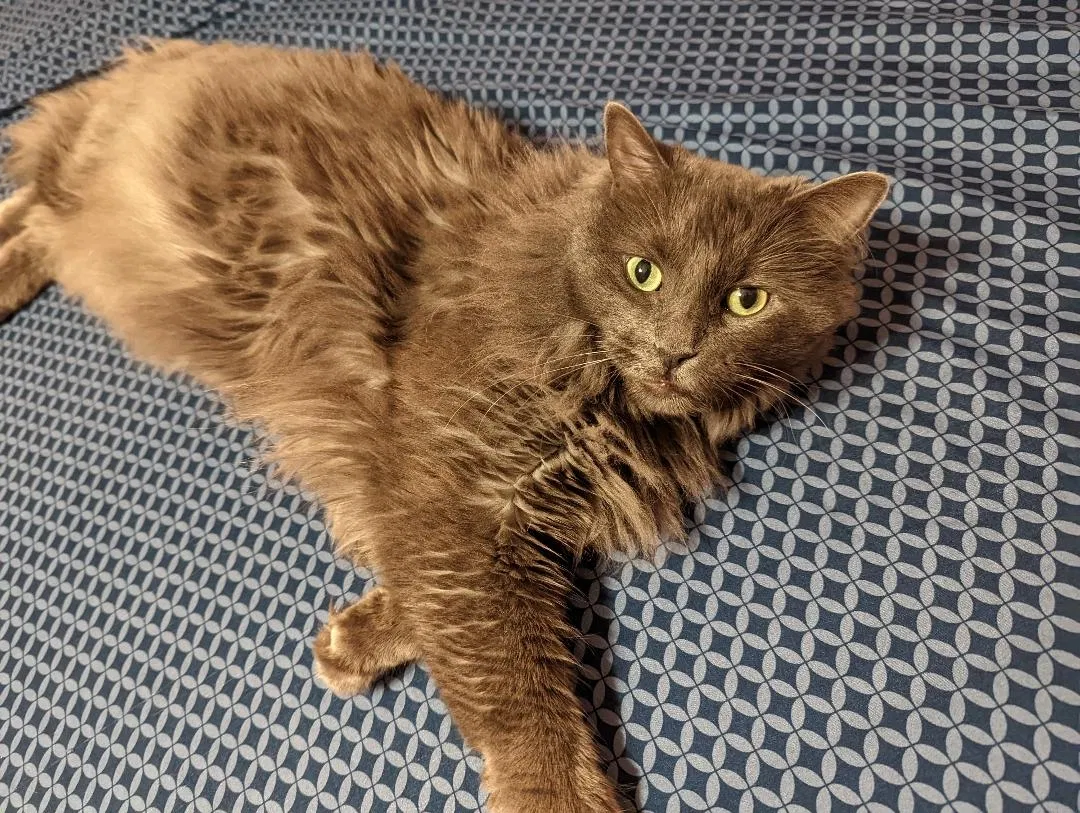 Lost cat in Cleveland, OH, 44135