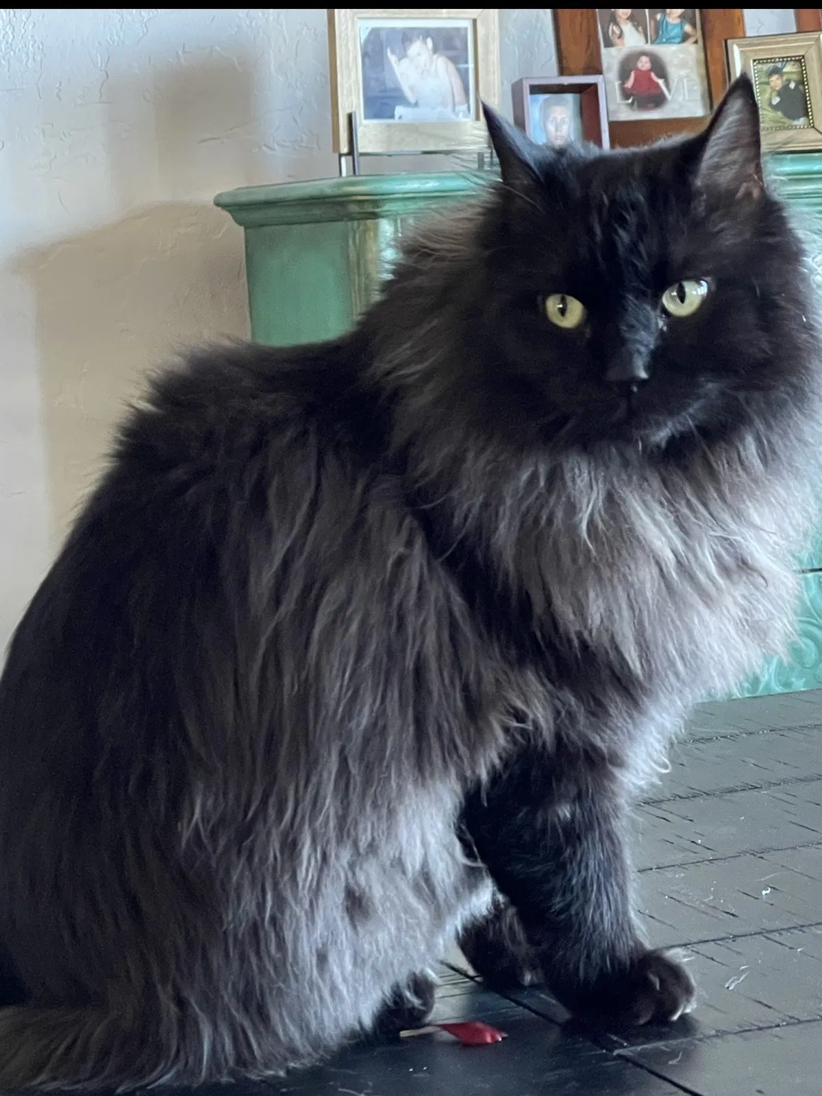 Lost cat in Las Vegas, NV, 89149