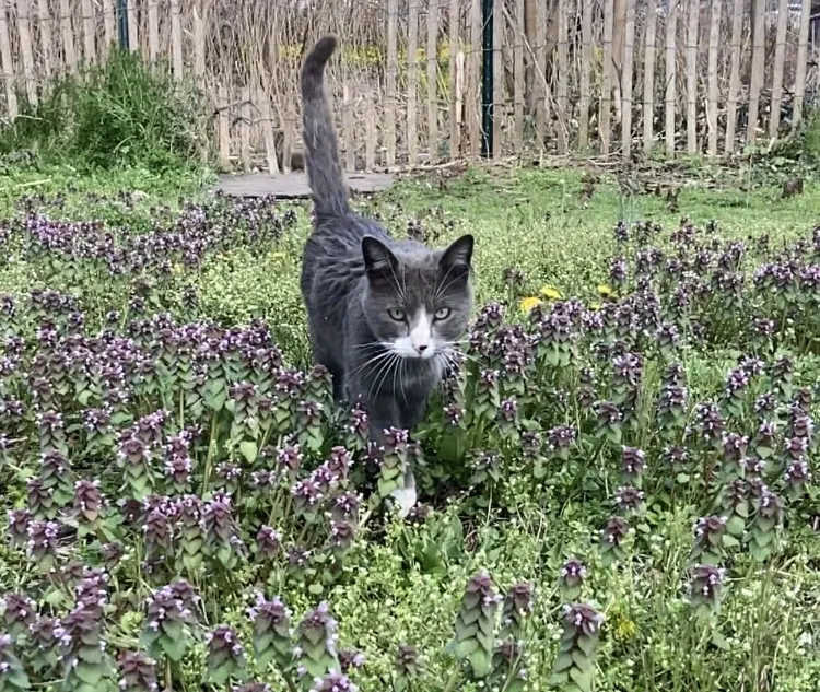 Lost cat in Brooklyn, NY, 11214