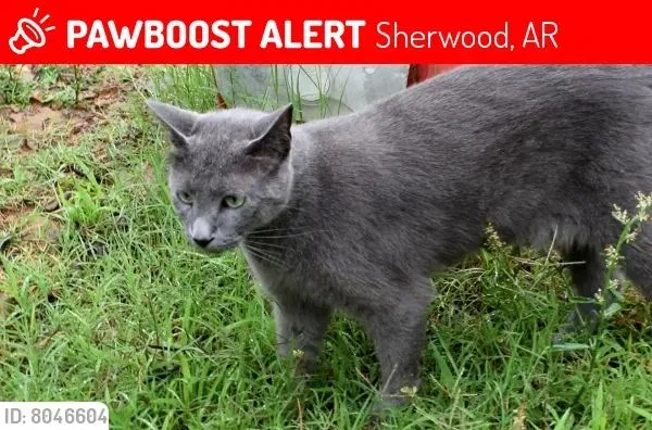 Lost cat in Sherwood, AR, 72120