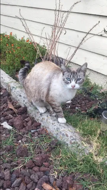 Lost cat in San Diego, CA, 92105