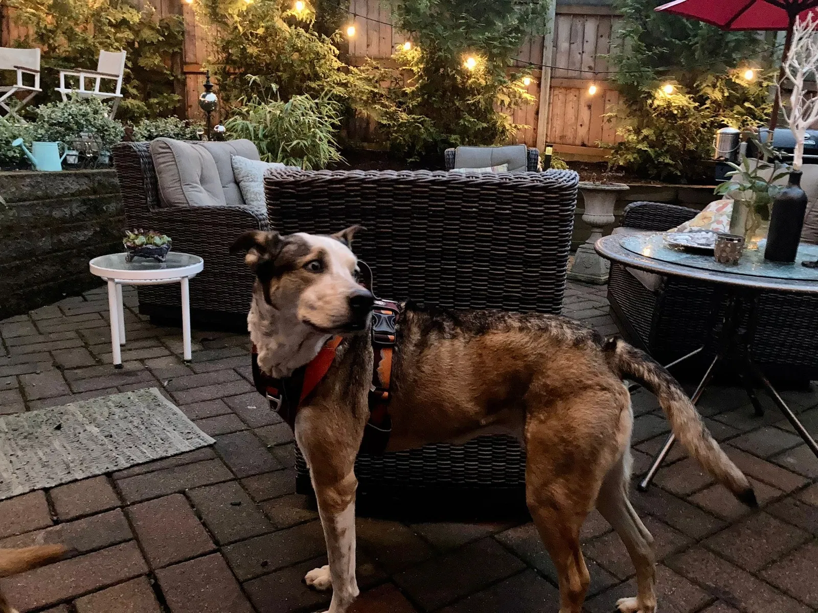 Lost dog in Bellevue, WA, 98004