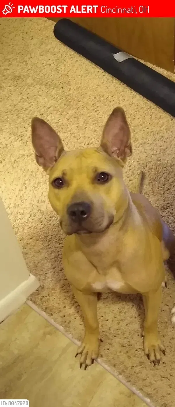 Lost dog in Cincinnati, OH, 45233
