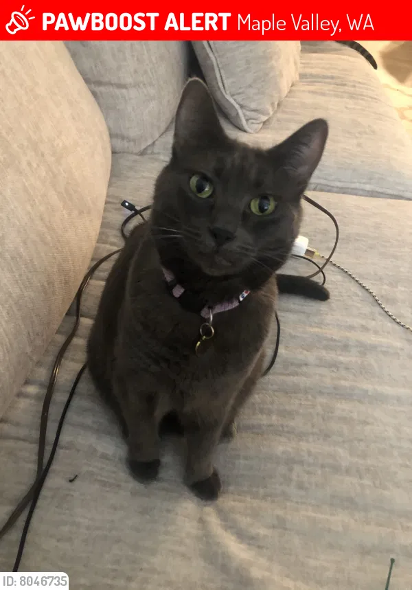 Lost cat in Maple Valley, WA, 98038