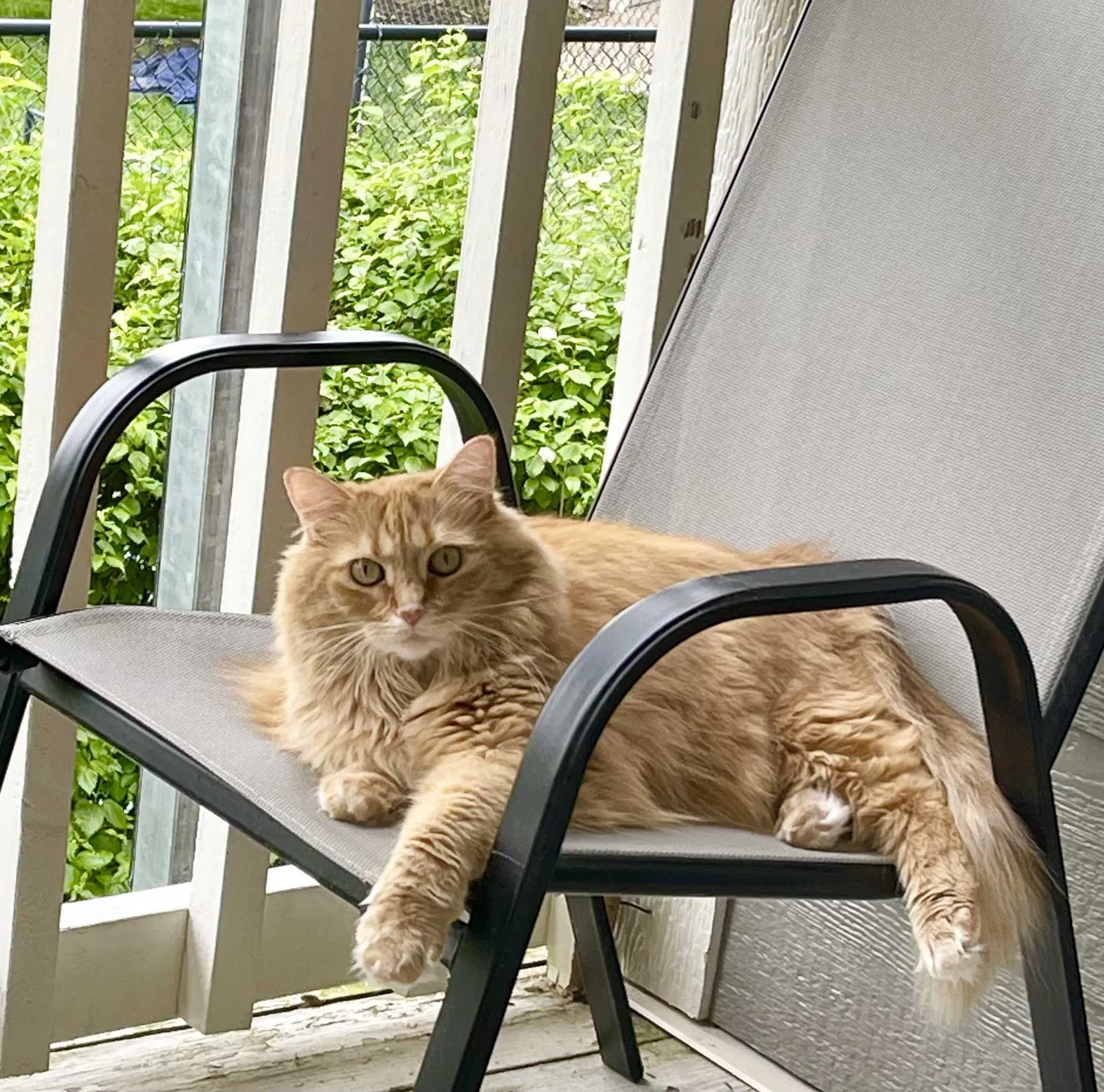 Lost cat in Cincinnati, OH, 45249