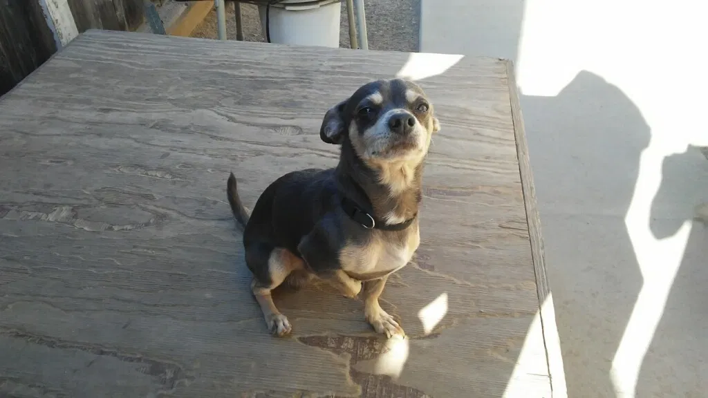Lost dog in Modesto, CA, 95358