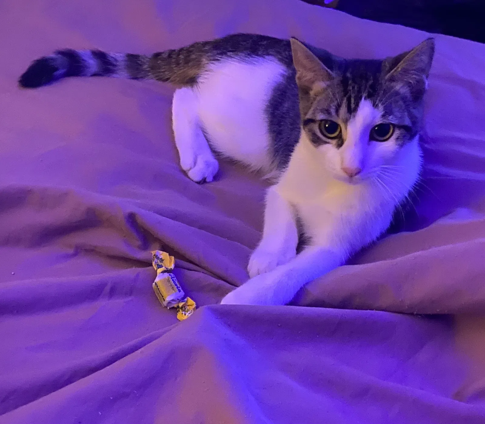Lost cat in Richmond Hill, NY, 11418