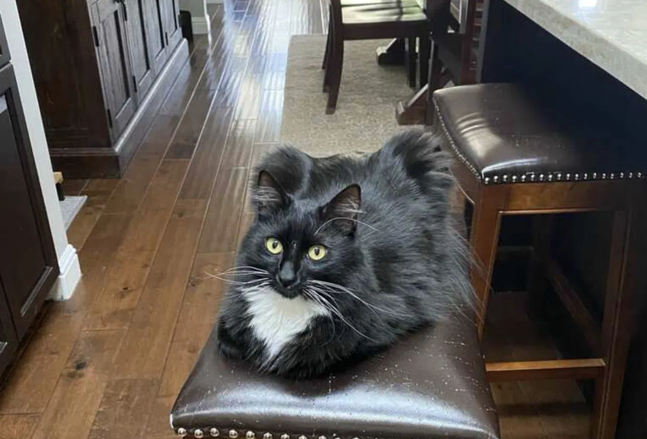 Lost cat in San Bruno, CA, 94066
