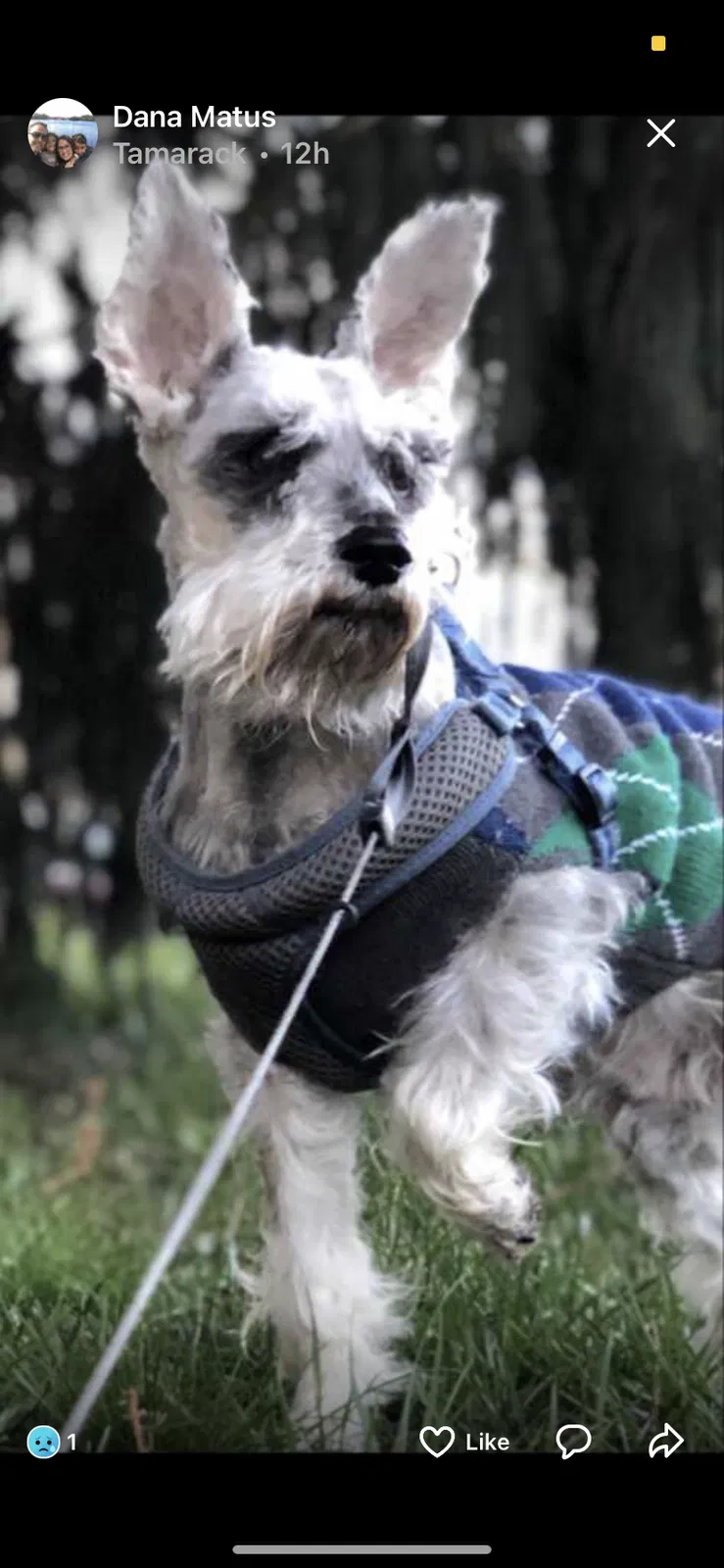 Lost dog in Vienna, VA, 22182