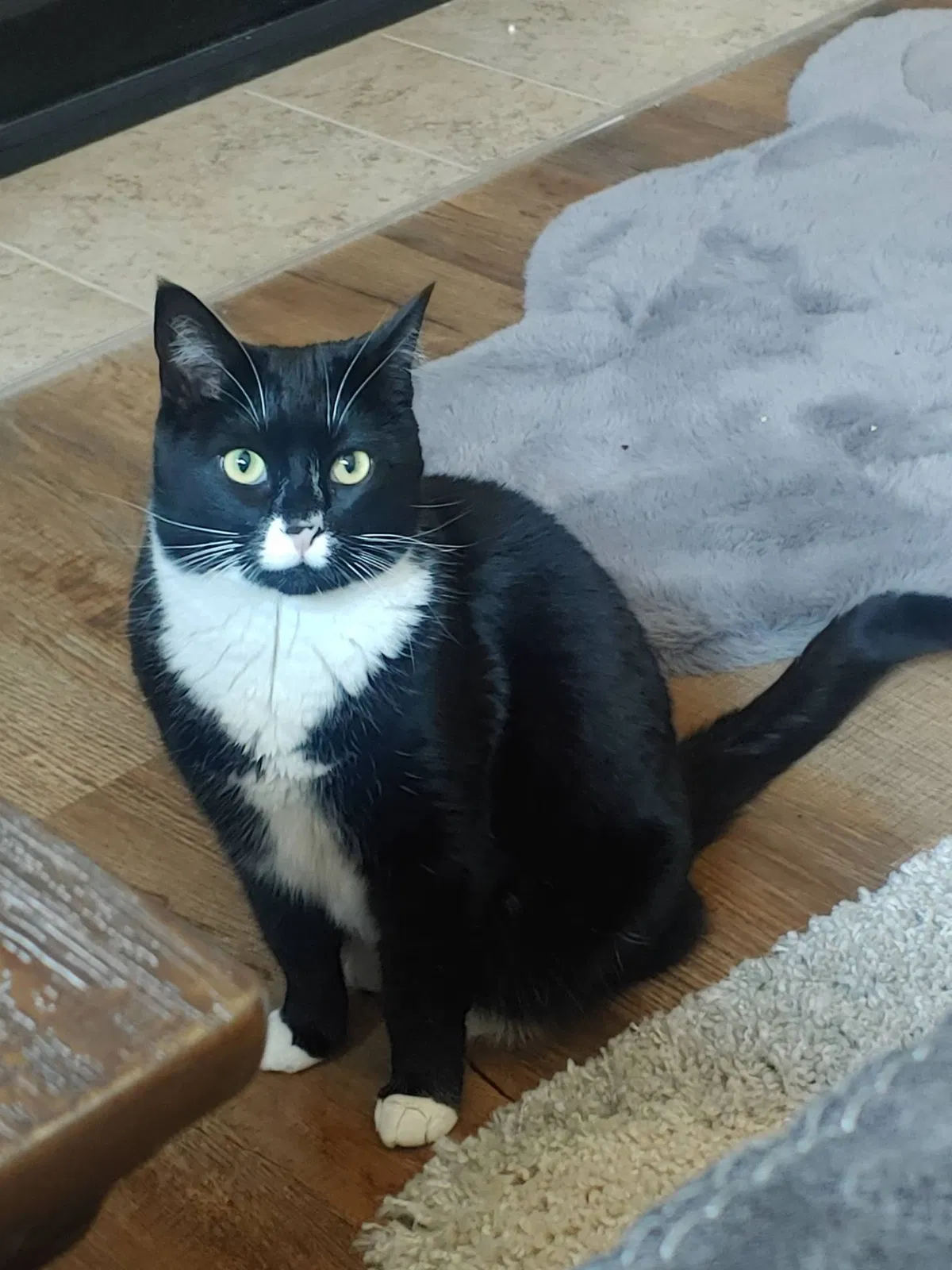 Lost cat in Bonney Lake, WA, 98391